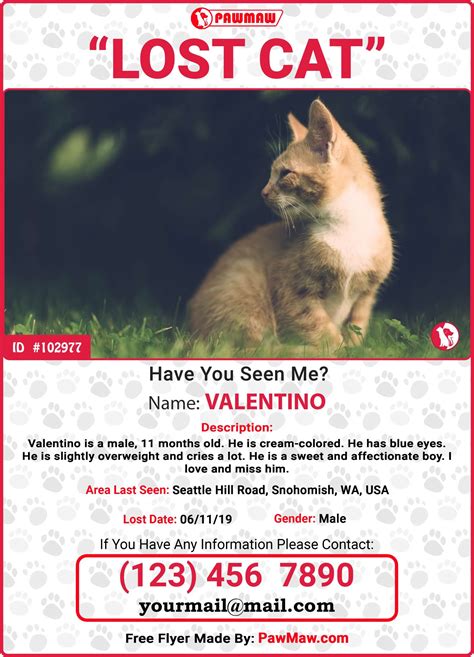 what are the chances of finding a lost cat